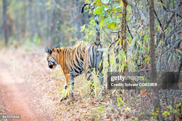 Asie, Inde, Maharashtra, Réserve de tigres de Tadoba Andhari, Parc national de Tadoba, Tigre du Bengale urinant,marquant le territoire.