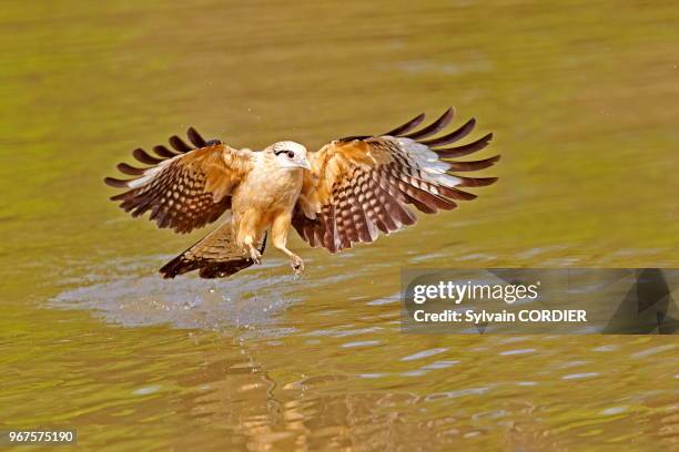 Amérique du Sud, Brésil, Mato Grosso, région du Pantanal, Caracara à tête jaune , en vol, en pêche.