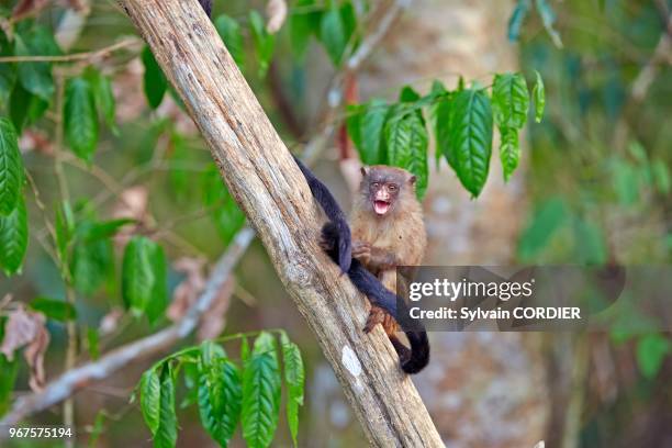 Amérique du Sud, Brésil, Mato Grosso, Pantanal, Sud de Cuiaba, Ouistiti argenté à queue noire ou Ouistiti mélanure .