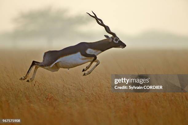 Inde, Gujarat, Parc national de Velavadar, Antilope cervicapre ,mâle courant et sautant.