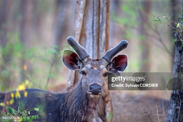 Asie, Inde, Madhya Pradesh, Parc national de Satpura, Cerf Sambar , mâle en velours.