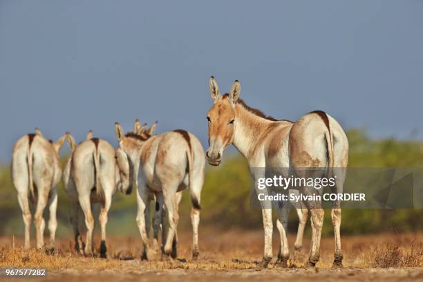 Inde, Gujarat, Little Rann of Kutch,Sanctuaire pour les ânes sauvages, Ane sauvage d'Inde .