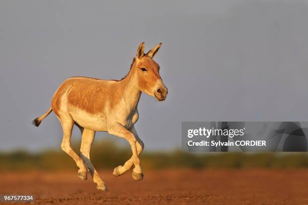 Gujarat, Little Rann of Kutch, Sanctuaire pour les ânes sauvages, Ane sauvage d'Inde ,.