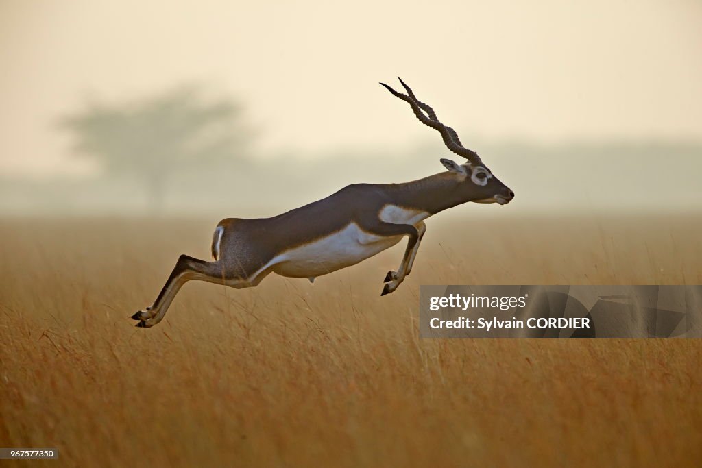 ANTILOPE CERVICAPRE