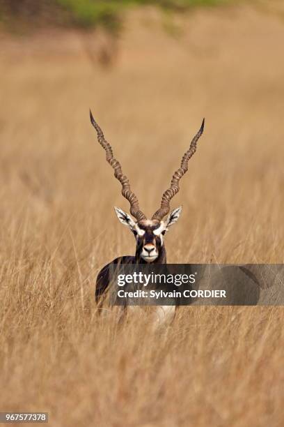 Gujarat, Parc national de Velavadar, Antilope cervicapre , mâle.