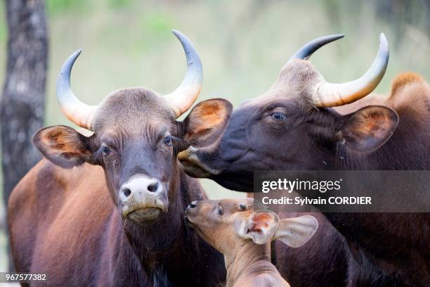 Asie, Inde, Madhya Pradesh, Parc national de Satpura, Gaur ou Seladang , vaches et petits se lèchant entre eux.