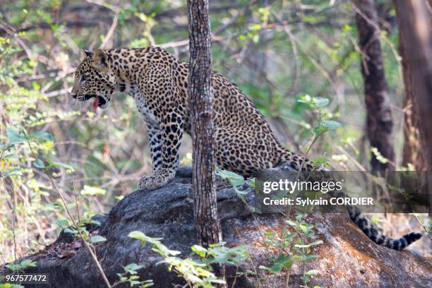 Asie, Inde, Madhya Pradesh, Parc national de Satpura, léopard indien , adulte.