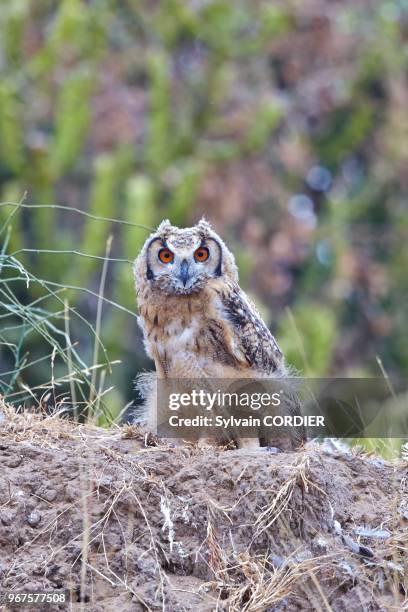 Inde, Gujarat, Little Rann of Kutch,Sanctuaire pour les ânes sauvages, Hibou grand-duc appelé aussi Grand-duc d'Europe ,jeune.