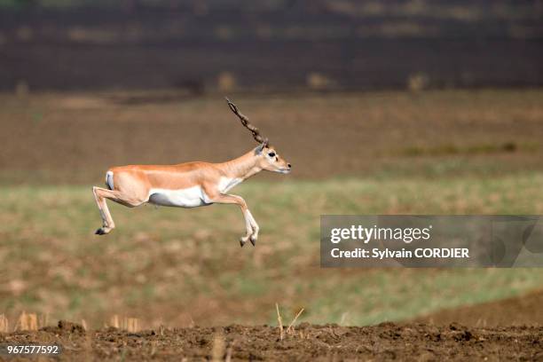 Asie, Inde, Madhya Pradesh, Parc national de Satpura, Antilope cervicapre , jeune mâle.