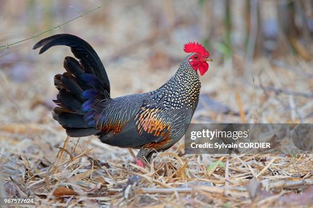 Asie, Inde, Maharashtra, Réserve de Tadoba Andhari, Parc national de Tadoba, Coq de Sonnerat , coq mâle.