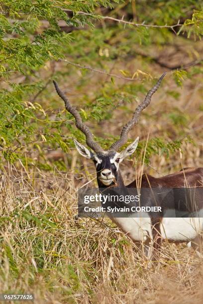 Gujarat, Parc national de Velavadar, Antilope cervicapre , mâle.