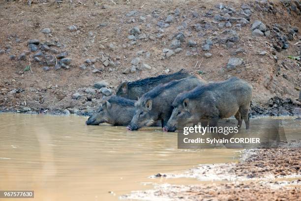 Asie, Inde, Maharashtra, Réserve de Tadoba Andhari, Parc national de Tadoba, Sanglier d'Inde , au trou d'eau pour boire.