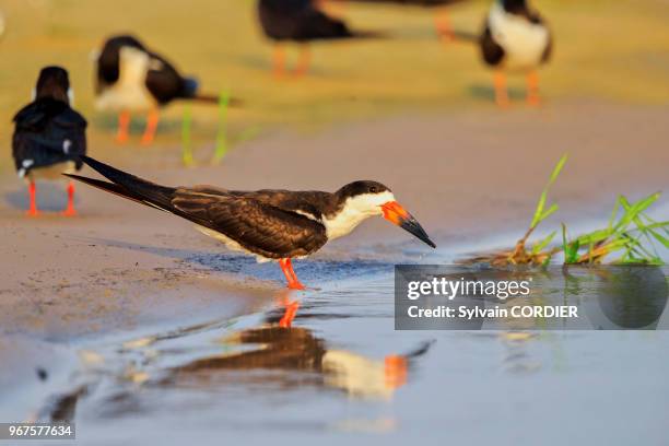 Amérique du Sud,Brésil,Mato Grosso,région du Pantanal,Bec-en-ciseaux noir ,au bord de l'eau pour boire.