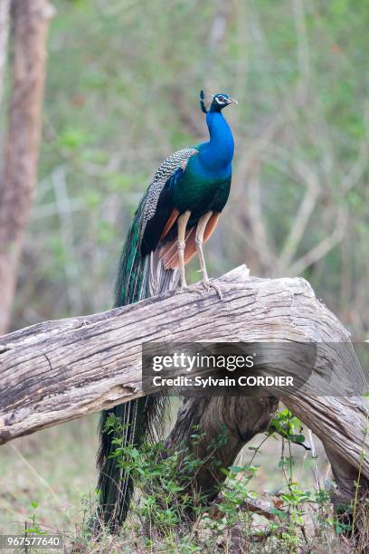 Asie, Inde,Karnataka, Parc national de Nagarhole, Paon bleu , mâle.