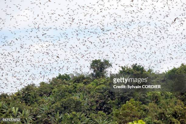 Faucons de l'Amour volant au dessus des arbres du dortoir Nagaland, Inde.
