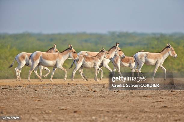 Inde, Gujarat, Little Rann of Kutch,Sanctuaire pour les ânes sauvages, Ane sauvage d'Inde .