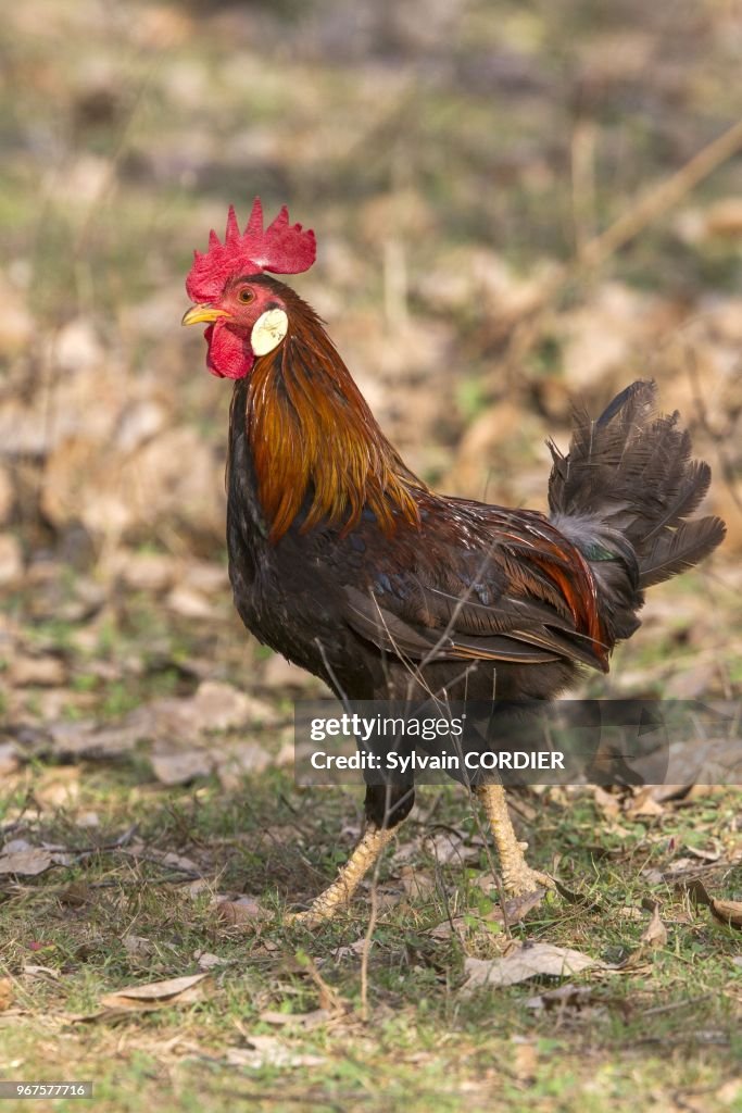 Inde, Madhya Pradesh, Parc National de Bandhavgarh, Coq (Gallus gallus), male sauvage