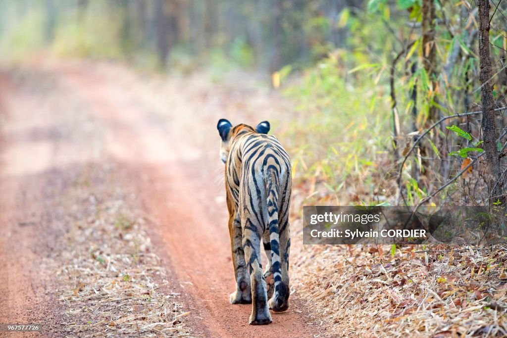 Tigre du Bengale (Panthera tigris tigris)