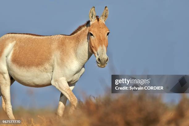 Inde, Gujarat, Little Rann of Kutch,Sanctuaire pour les ânes sauvages, Ane sauvage d'Inde .