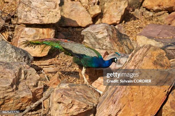 Rajasthan, Parc national de Rathambore, Paon bleu , mâle.