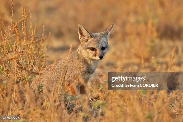 Inde, Gujarat, Little Rann of Kutch, Sanctuaire pour les ânes sauvages, Renard du désert indien .