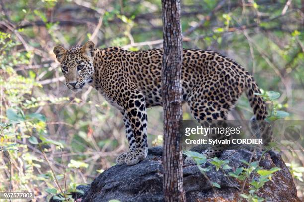 Asie, Inde, Madhya Pradesh, Parc national de Satpura, léopard indien , adulte.