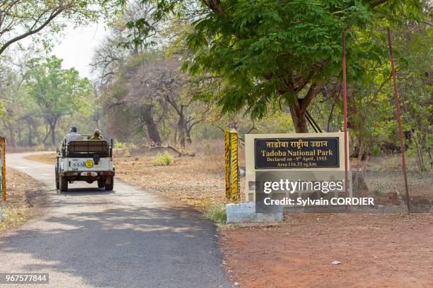 Asie, Inde, Maharashtra, Réserve de Tadoba Andhari, Parc national de Tadoba, safari à bord de jeep à la recherche du tigre du Bengale .