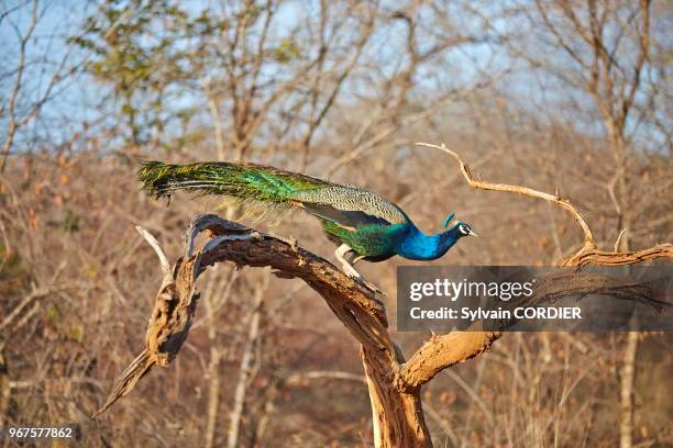 Rajasthan, Parc national de Rathambore, Paon bleu , mâle.