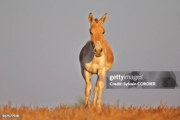 Gujarat, Little Rann of Kutch, Sanctuaire pour les ânes sauvages, Ane sauvage d'Inde ,.