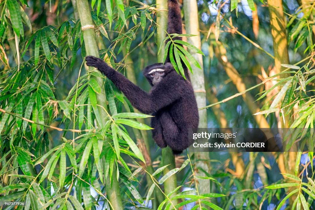 Gibbon hoolock occidental (Hoolock hoolock)