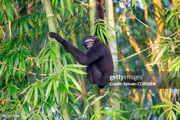 Inde, Tripura, Gumti, Sanctuaire de la vie sauvage, Gibbon hoolock occidental , mâle adulte. India, Tripura state, Gumti wildlife sanctuary, Western...