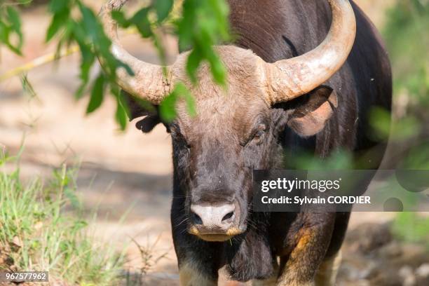 Asie, Inde, Madhya Pradesh, Parc national de Satpura, Gaur ou Seladang , adulte mâle.