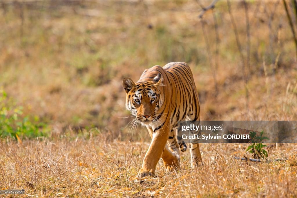 Tigre du Bengale (Panthera tigris tigris)