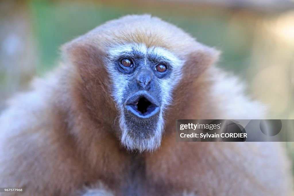 Gibbon hoolock occidental (Hoolock hoolock)