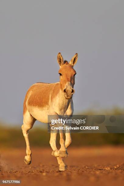 Gujarat, Little Rann of Kutch, Sanctuaire pour les ânes sauvages, Ane sauvage d'Inde ,.