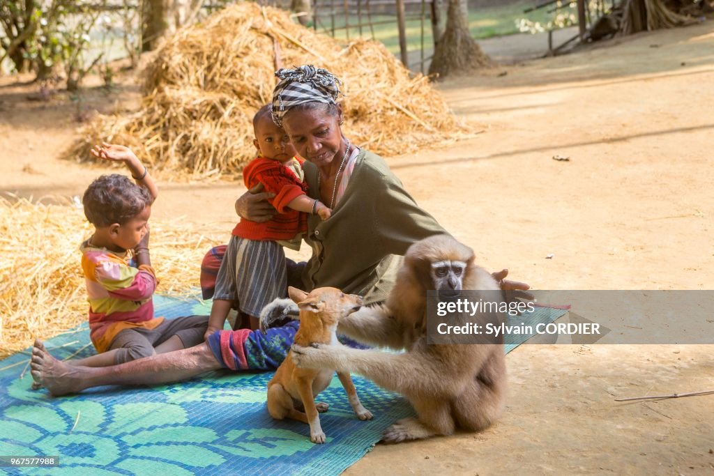 Gibbon hoolock occidental (Hoolock hoolock)