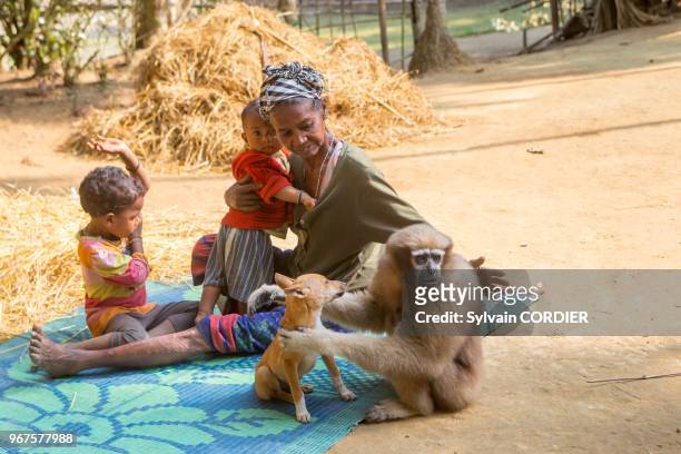 Inde, Tripura, Gumti, Sanctuaire de la vie sauvage, Gibbon hoolock occidental , femelle adulte apprivoisée dans un village.