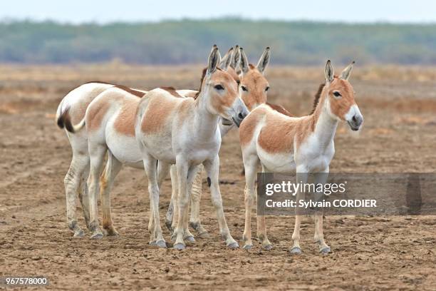 Inde, Gujarat, Little Rann of Kutch,Sanctuaire pour les ânes sauvages, Ane sauvage d'Inde .