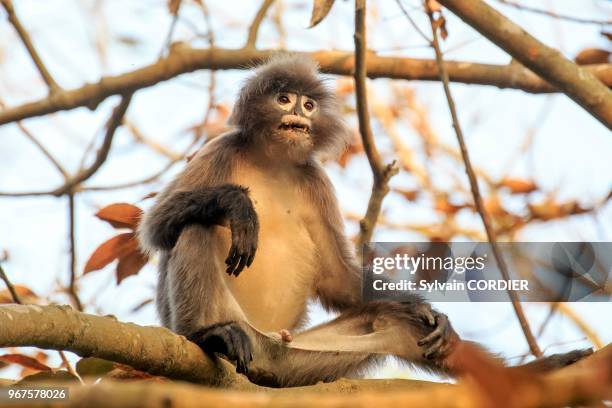 62 Phayre Stock Photos, HighRes Pictures, and Images Getty Images