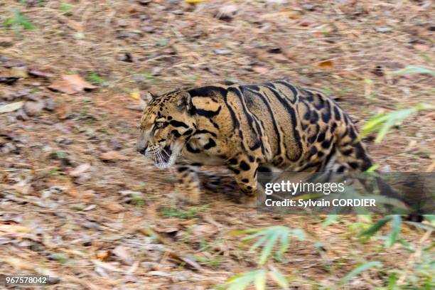 Inde, Tripura, Panthère nébuleuse ou Panthère longibande . India, Tripura state, Clouded leopard .