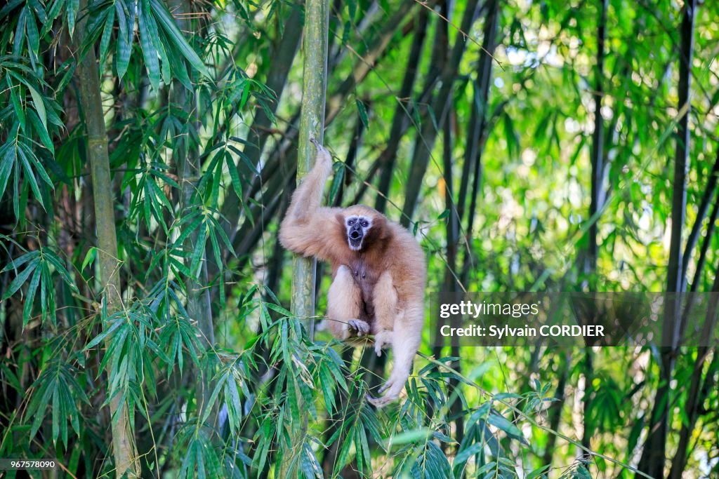 Gibbon hoolock occidental (Hoolock hoolock)