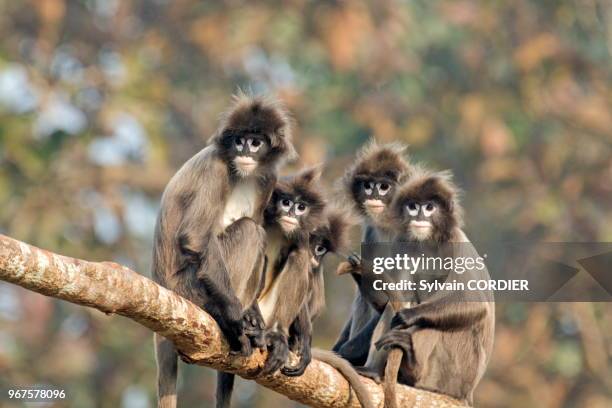 62 Phayre Stock Photos, HighRes Pictures, and Images Getty Images