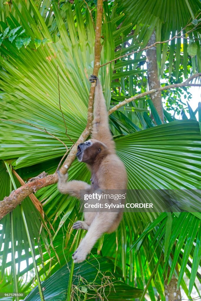 Gibbon hoolock occidental (Hoolock hoolock)