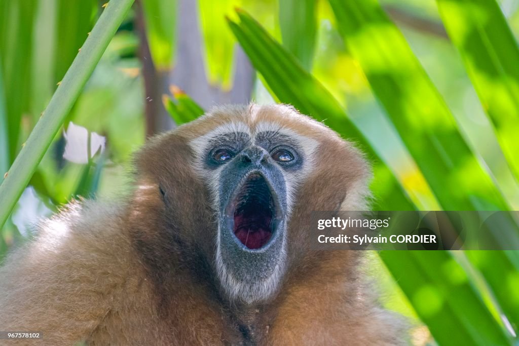 Gibbon hoolock occidental (Hoolock hoolock)