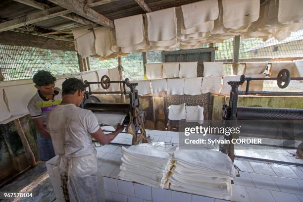 Inde, Tripura, récupération du latex issu des hévéas, fabrication de feuilles de caoutchouc issues du latex. India,Tripura state, harvesting latex...