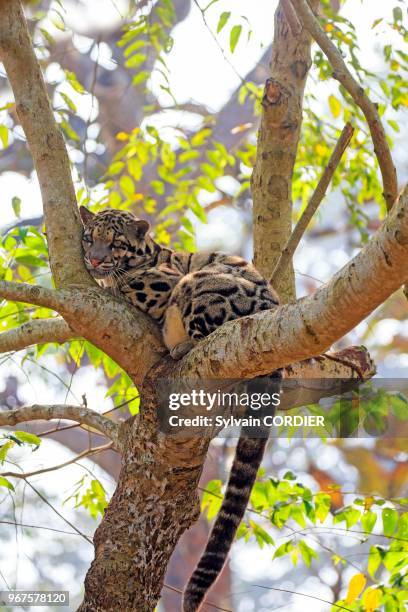 Inde, Tripura, Panthère nébuleuse ou Panthère longibande . India, Tripura state, Clouded leopard .