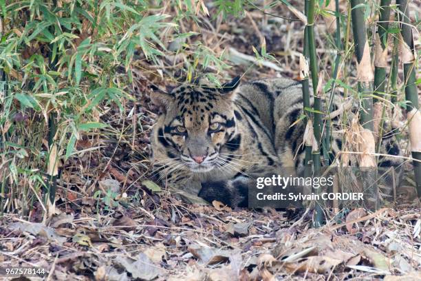 Inde, Tripura, Panthère nébuleuse ou Panthère longibande . India, Tripura state, Clouded leopard .