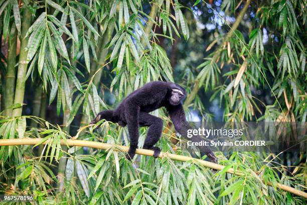 Inde, Tripura, Gumti, Sanctuaire de la vie sauvage, Gibbon hoolock occidental , mâle adulte. India, Tripura state, Gumti wildlife sanctuary, Western...