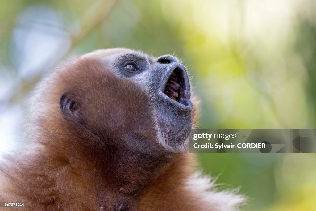 Gibbon hoolock occidental (Hoolock hoolock)
