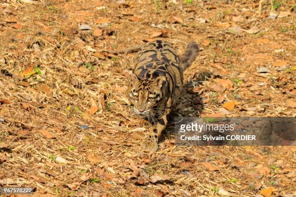 Inde, Tripura, Panthère nébuleuse ou Panthère longibande . India, Tripura state, Clouded leopard .